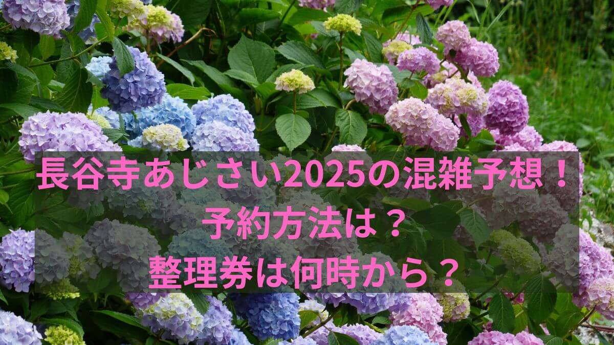 長谷寺　あじさい　2025