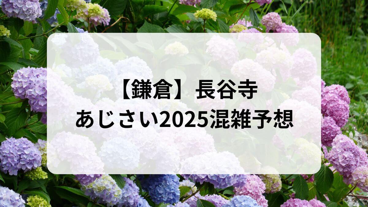 長谷寺あじさい　混雑予想